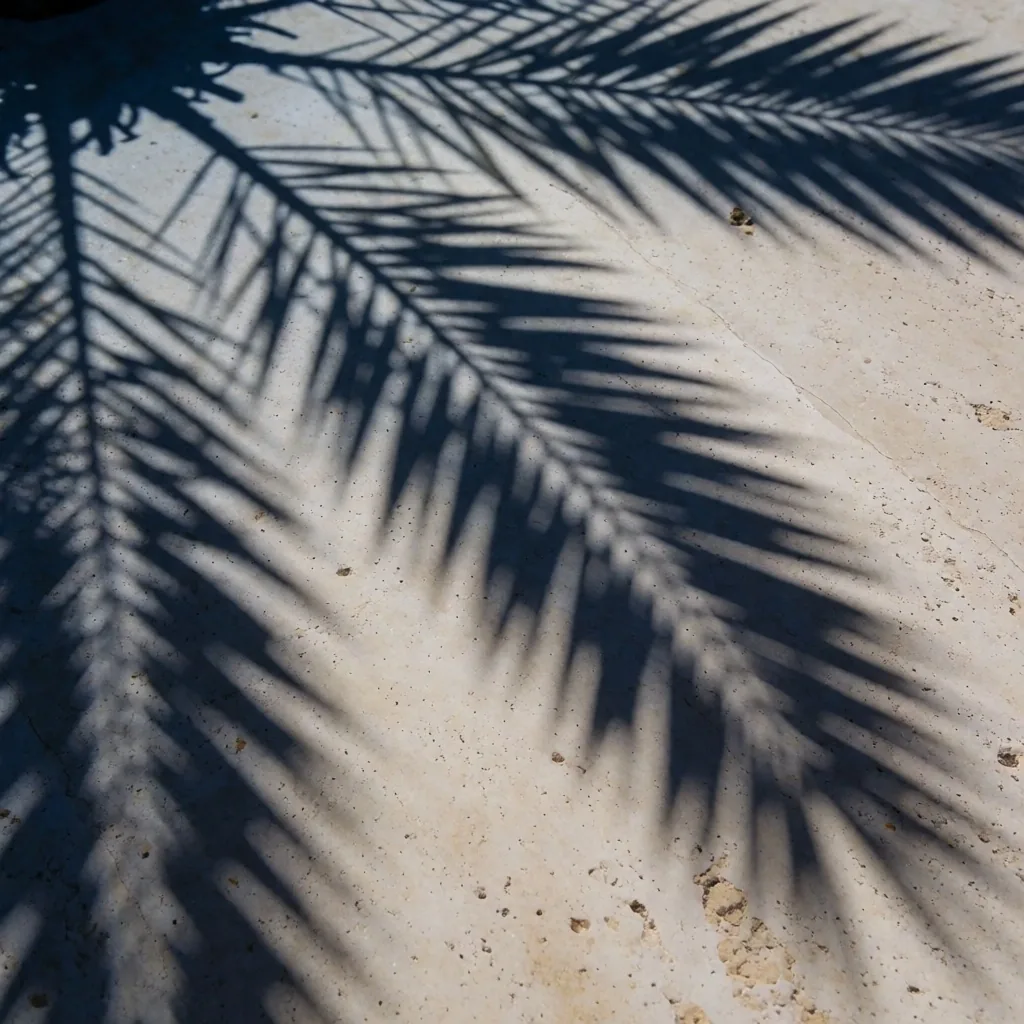 Palm frond shadows across a plaster wall in Egypt at dusk
